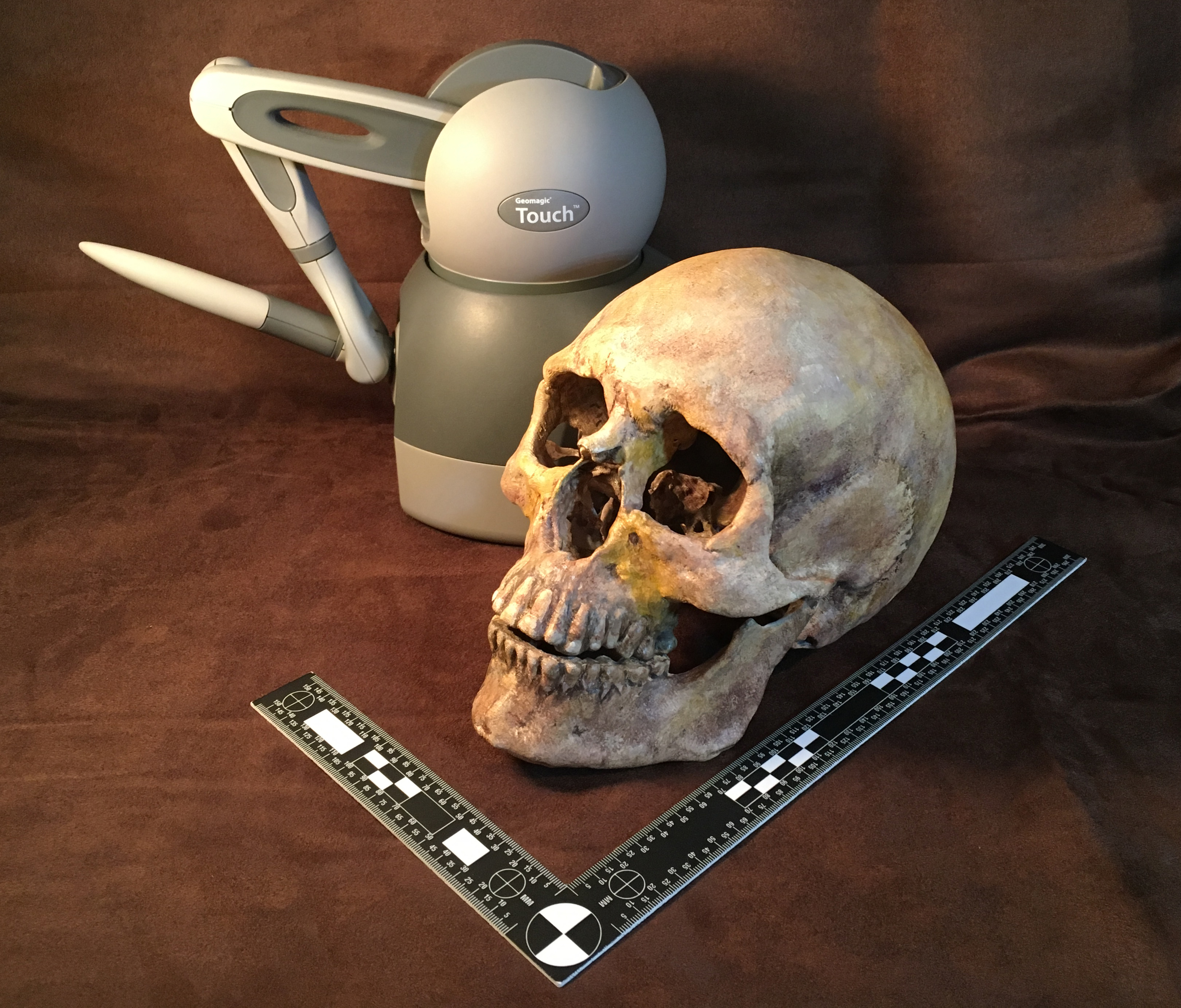 Haptic Arm and Human Skull