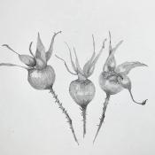 Black and white drawing of three rose hips