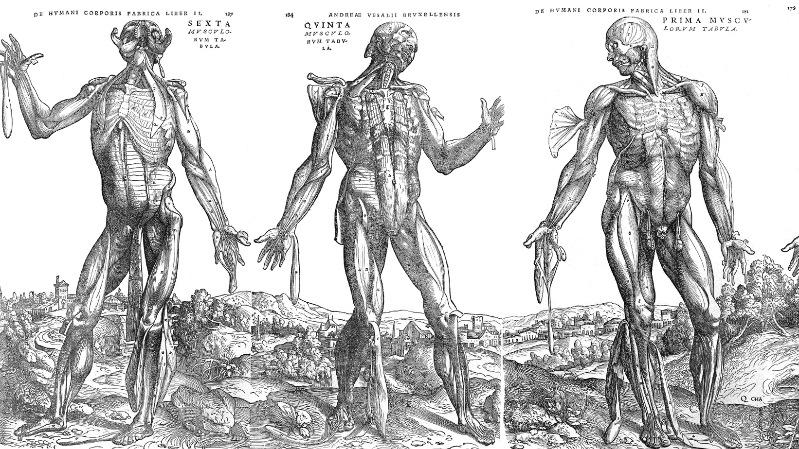 Vesalius triptych three skeleton figures